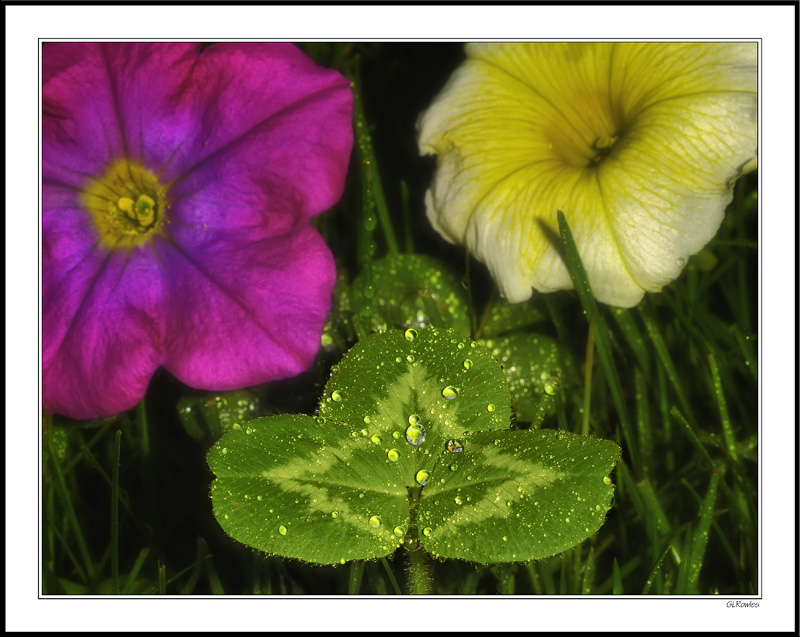 Looking Over A 3-Leaf Clover