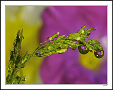 Reflections In A Blade of Grass II