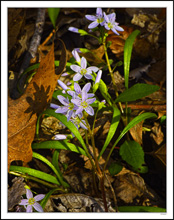 Spring Beauties Smile