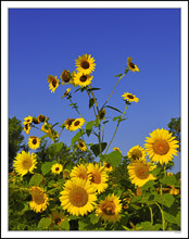 Sunflower Joy I