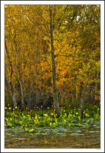 Native Water Lilies Bathed In Morning Sunlight I