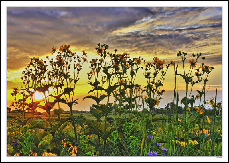 A Chorus Of Wildflowers Watch The Sunset