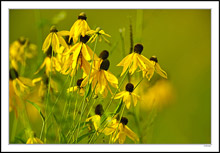 Outstanding Prairie Coneflowers I