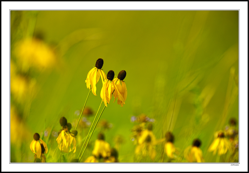 Outstanding Prairie Coneflowers II