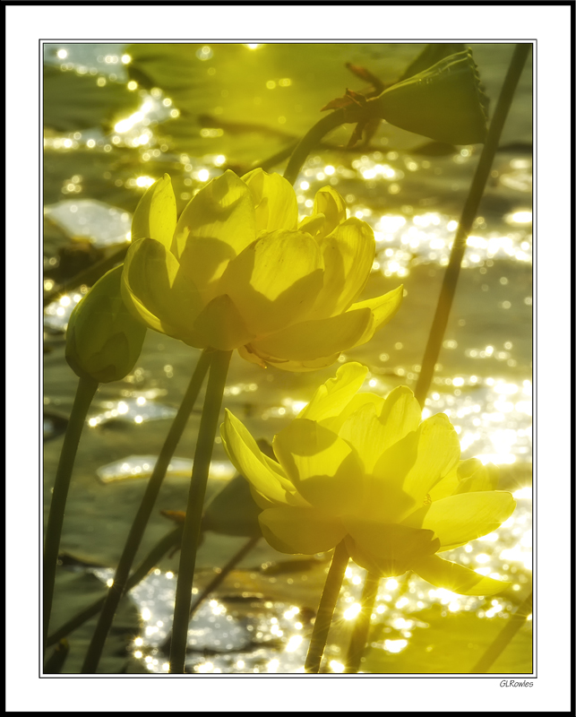 Native Water Lilies Bathed In Morning Sunlight II