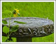 Maxi Sunflower Is Captivated By The Splashes