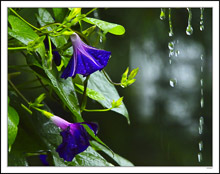 Morning Glories Undeterred By Raindrops