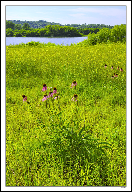 Nature's Bouquet Romances The Lake Beneath The Bluffs