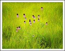 Prairie Blossoms Against Spring Greens I