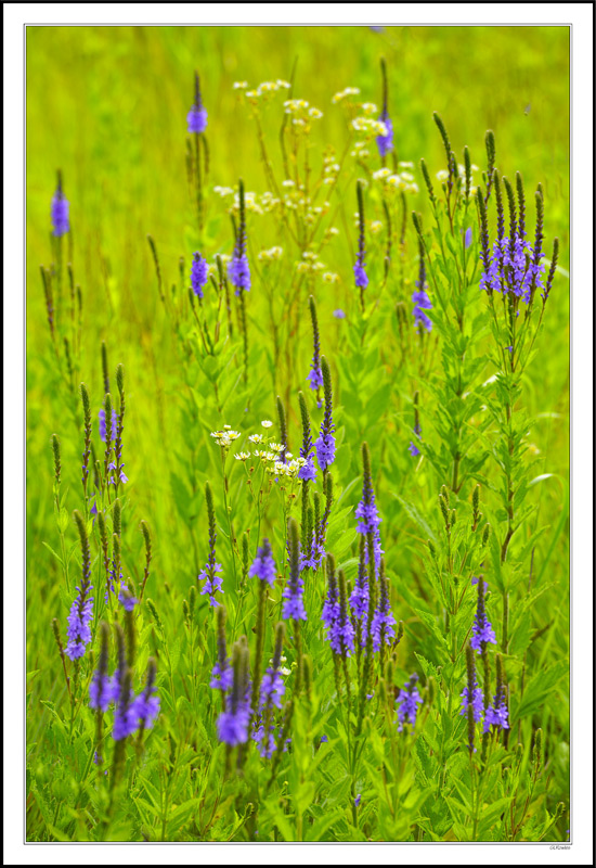 Prairie Blossoms Against Spring Greens II