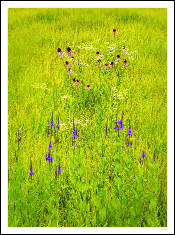 Prairie Blossoms Against Spring Greens III