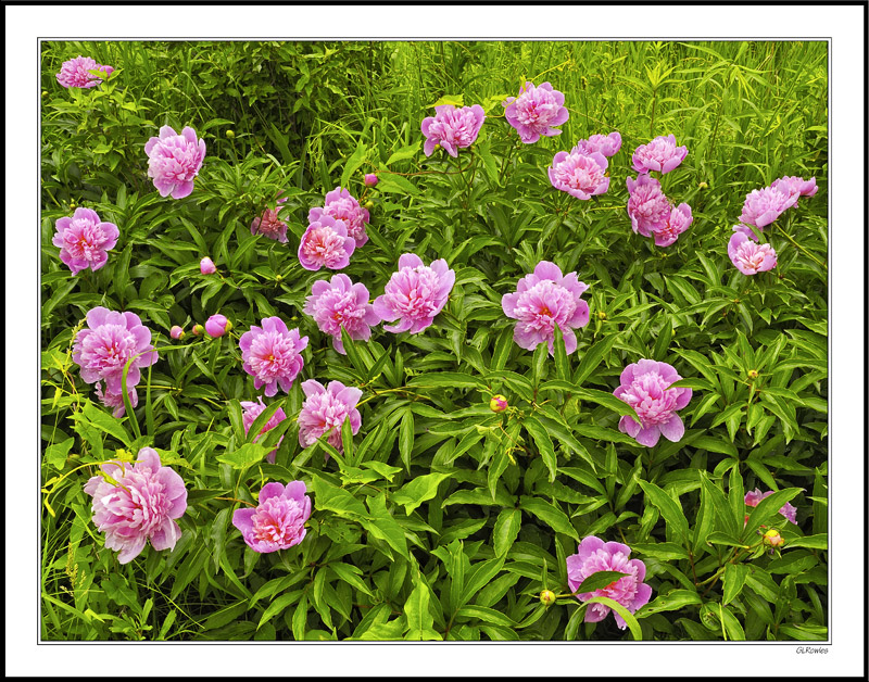 Roadside Wild Peonies