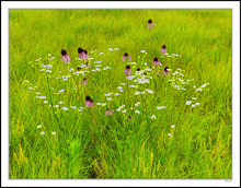 Prairie Blossoms Against Spring Greens IV