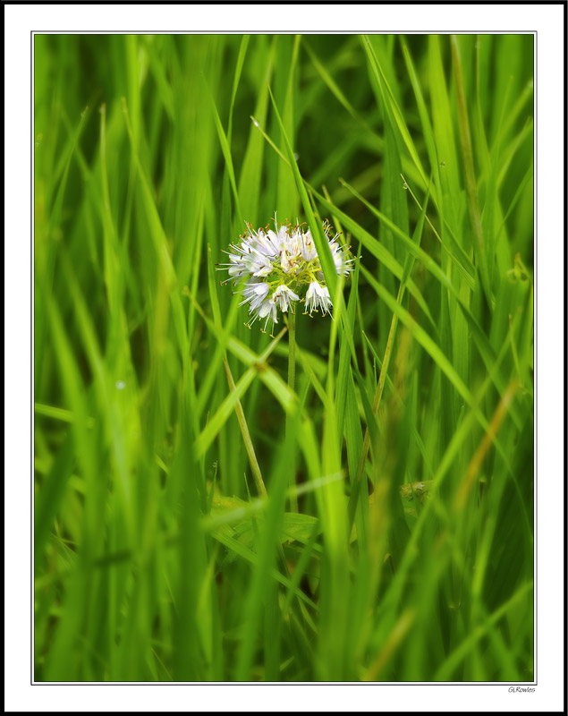 Shy Waterleaf