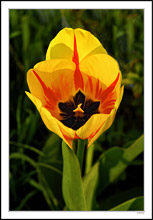 Charcoal and Flame - BBQ Tulip I