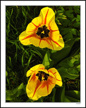 Charcoal and Flame - BBQ Tulip II