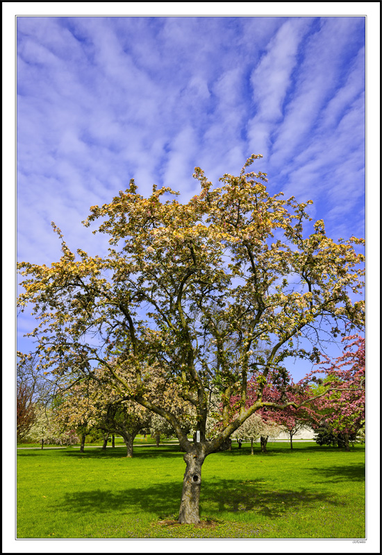 Heavenly Blossoms I