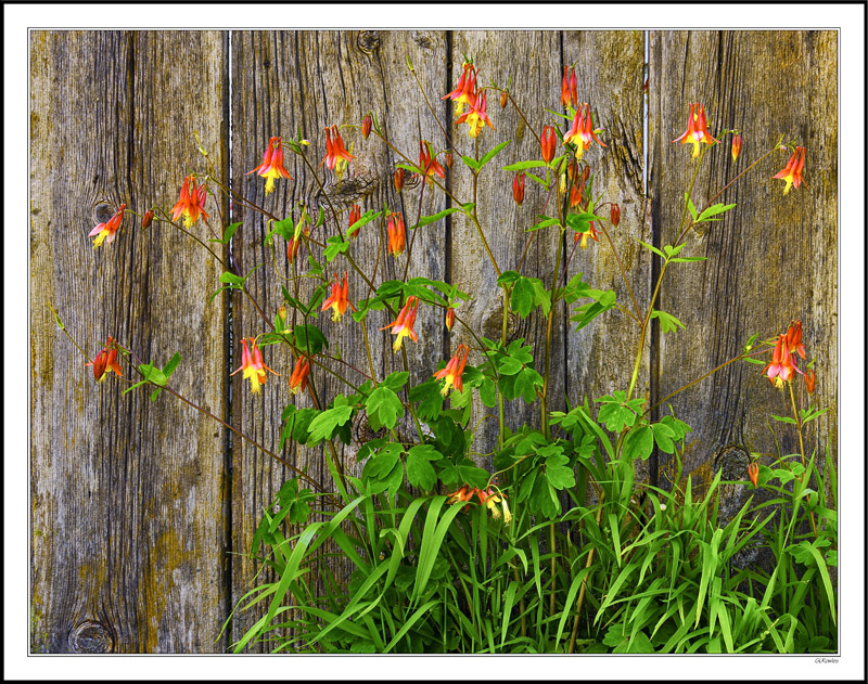 Columbine Country