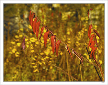 Sumac And Glow