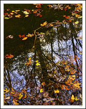 Fallen Leaves Remain On Tree Reflections I