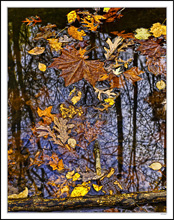 Fallen Leaves Remain On Tree Reflections II