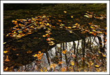 Autumn Falls On The Stream I