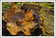 Leathered Leaves In Log Hollow