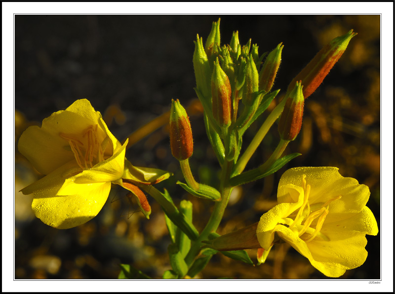 Dew Lingers On The Primrose