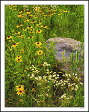 Between A Rock And Coneflowers I