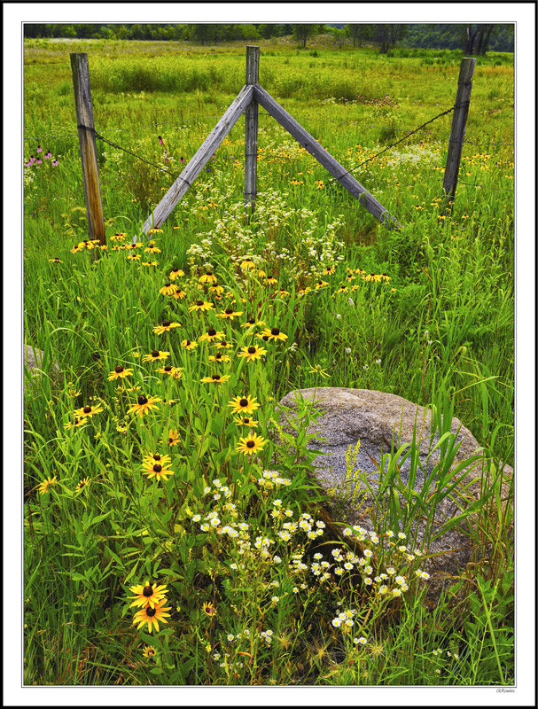 Between A Rock And Coneflowers II