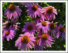 Vivid Coneflowers