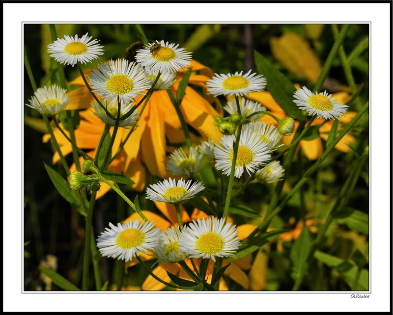 Delicate Daisy Fleabane