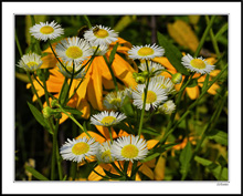 Delicate Daisy Fleabane