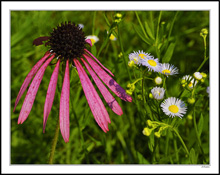 Purple Coneflower Dominates Fleabanes