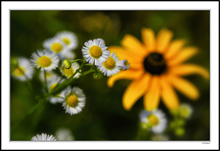 Daisy Fleabanes Dominate Coneflower