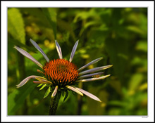 Narrow Leaf Coneflower Visitor