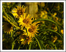 Sunflower Chorus