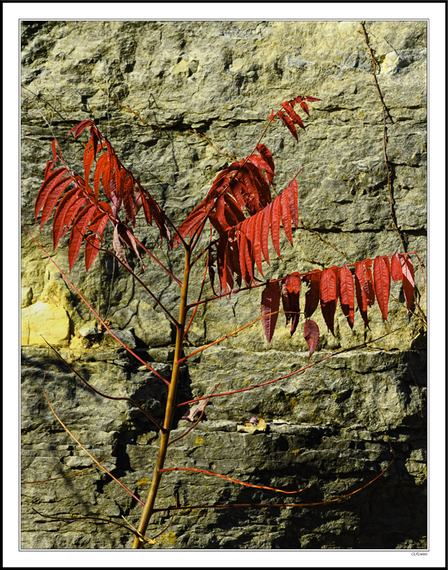 Scarlet Sumac