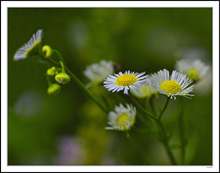 Tiny Daisy Fleabane Cluster I