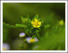 Proud Indian Strawberry