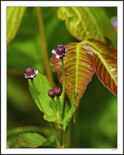 Lovely Frogfruit Wildflowers I