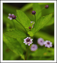 Lovely Frogfruit Wildflowers II