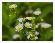 Tiny Daisy Fleabane Cluster II