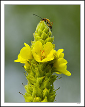 Firefly Strikes Great Mullein