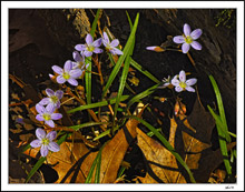 Spring Tiara