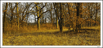 Autumn Pathway Prevails Over Winter