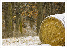 Frosted Bale Along Forest Trail