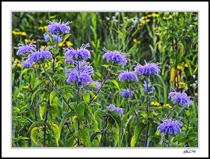 Vivid Bergamots