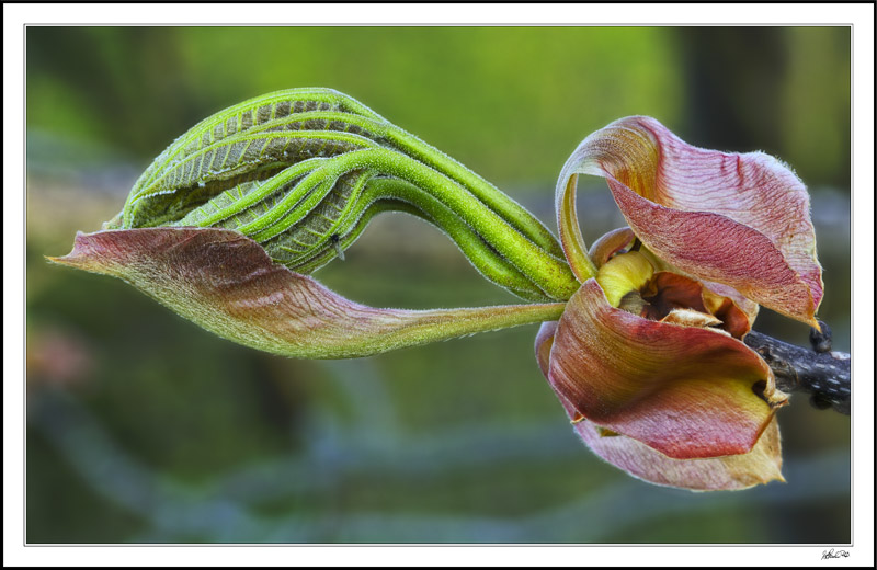 Shagbark Renewal I