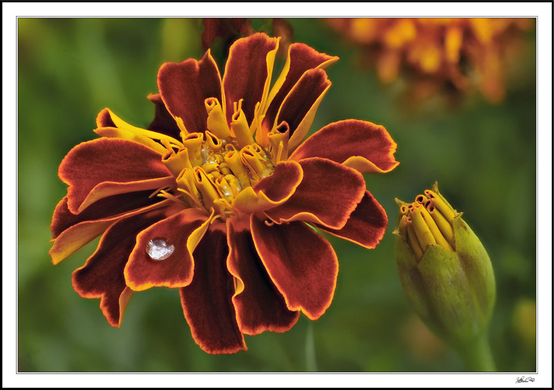 Jeweled Marigold I